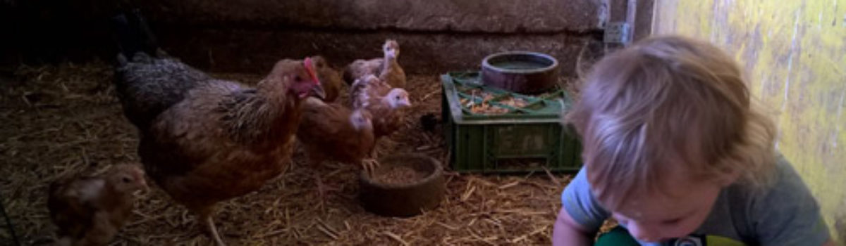 Huhn sucht WG zur fröhlichen Eiergestaltung