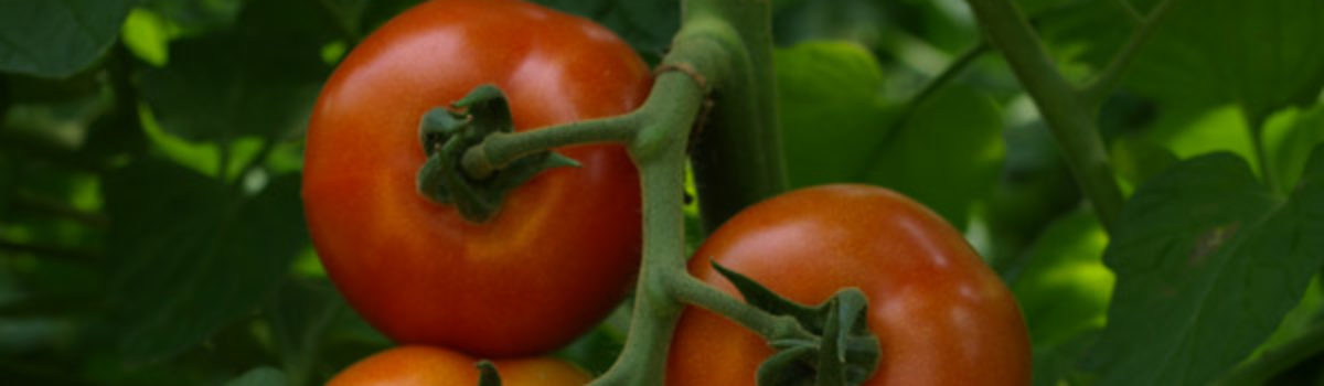 Im Zeitalter der Tomate