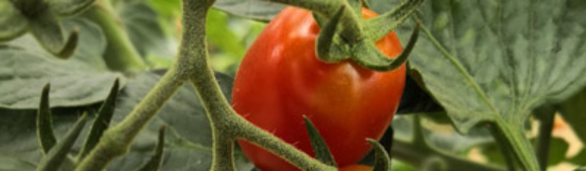 Was haben Ferien, Urlaub, Tomaten und Paprika gemeinsam?