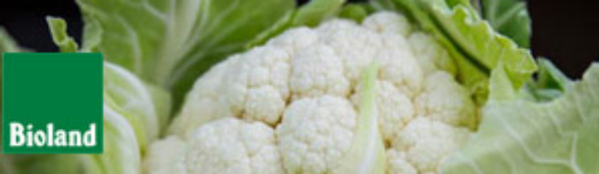 Wir haben wieder eigenen Blumenkohl!