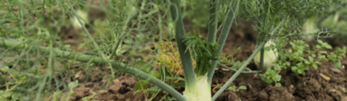 Fenchel, der Doldenblütler aus einer anderen Welt