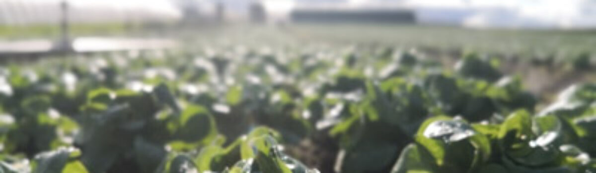 Sommerfeeling – Feldsalat vom LAISEACKER