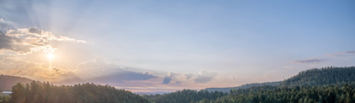 Heumilch Ziegen Camembert aus dem Schwarzwald