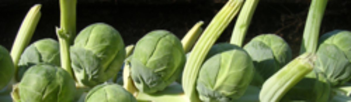 Rosenkohl in Nußsauce