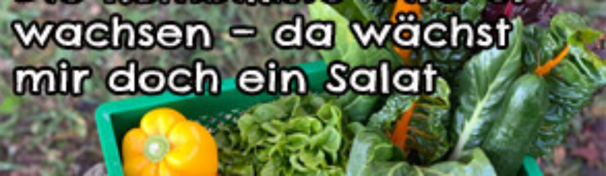 Die Kombikiste wird erwachsen – da wächst mir doch ein Salat