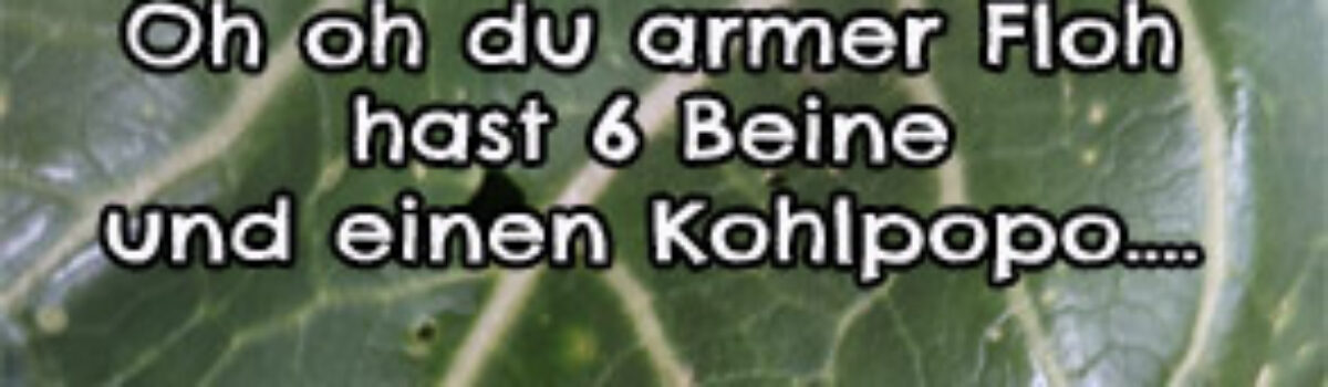 Oh oh du armer Floh hast 6 Beine und einen Kohlpopo…