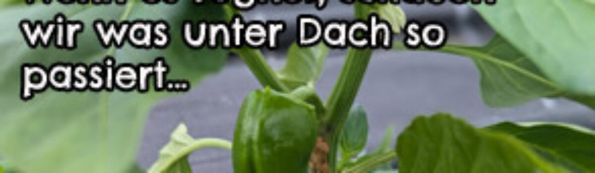 Wenn es regnet, schauen wir was unter Dach so passiert…