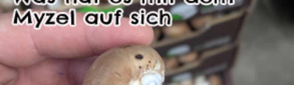 Was hat es mit dem Myzel auf sich