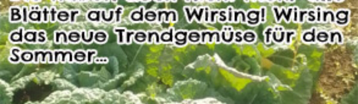 Die haben doch nicht mehr alle Blätter auf dem Wirsing! Wirsing das neue Trendgemüse für den Sommer…