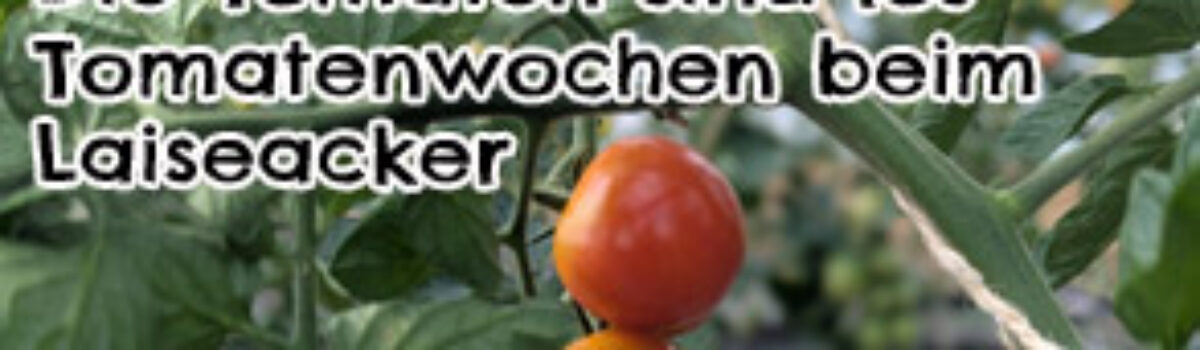 Die Tomaten sind los – Tomatenwochen beim Laiseacker