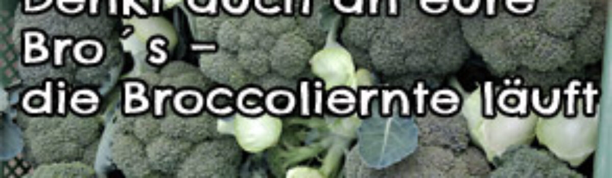 Denkt auch an eure Bro´s – die Broccoliernte läuft
