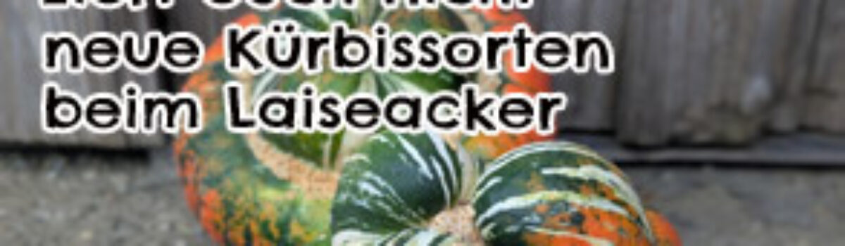 Ziert euch nicht – neue Kürbissorten beim Laiseacker