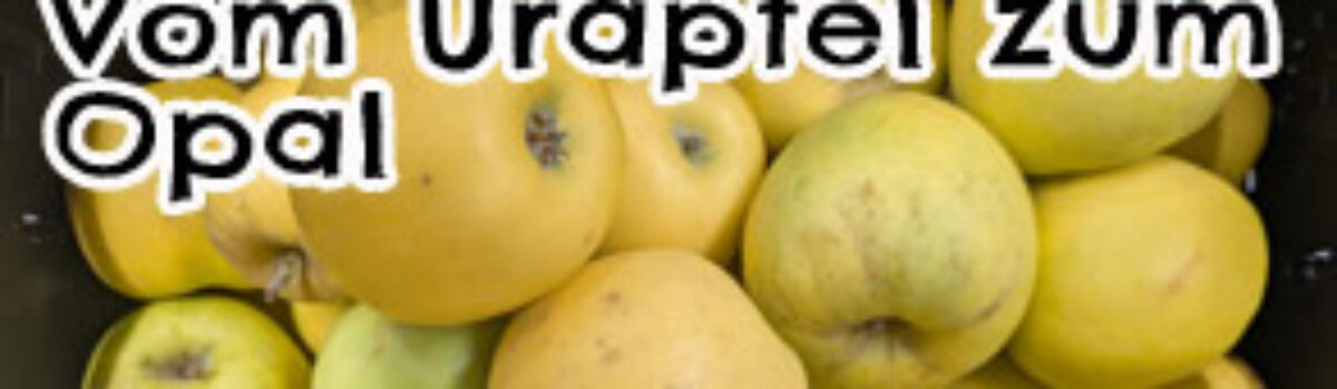 Vom Urapfel zum Opal