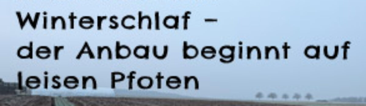 Raus aus dem Winterschlaf – der Anbau beginnt auf leisen Pfoten
