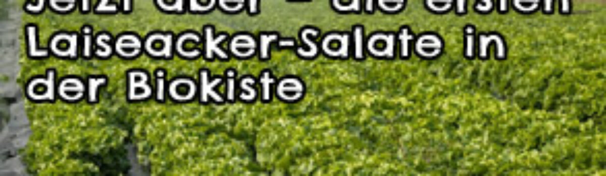 Jetzt aber – die ersten Laiseacker-Salate in der Biokiste