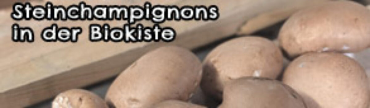 Stock und Hut…Steinchampignons in der Biokiste