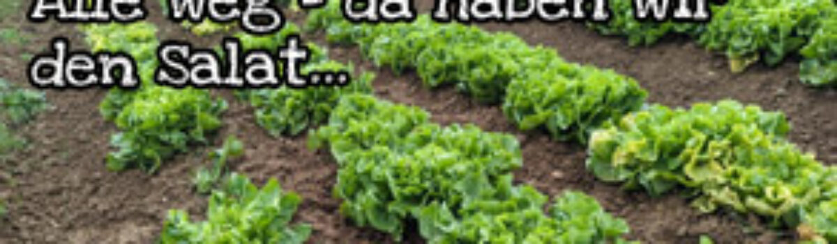 Alle weg – da haben wir den Salat…