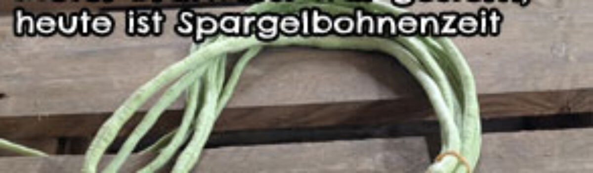 Meter Bratwurst war gestern, heute ist Spargelbohnenzeit