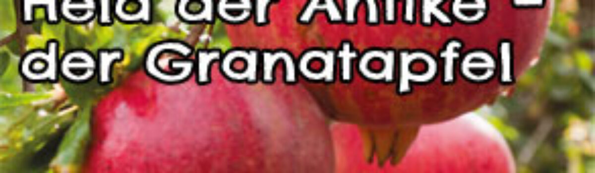 Held der Antike – der Granatapfel