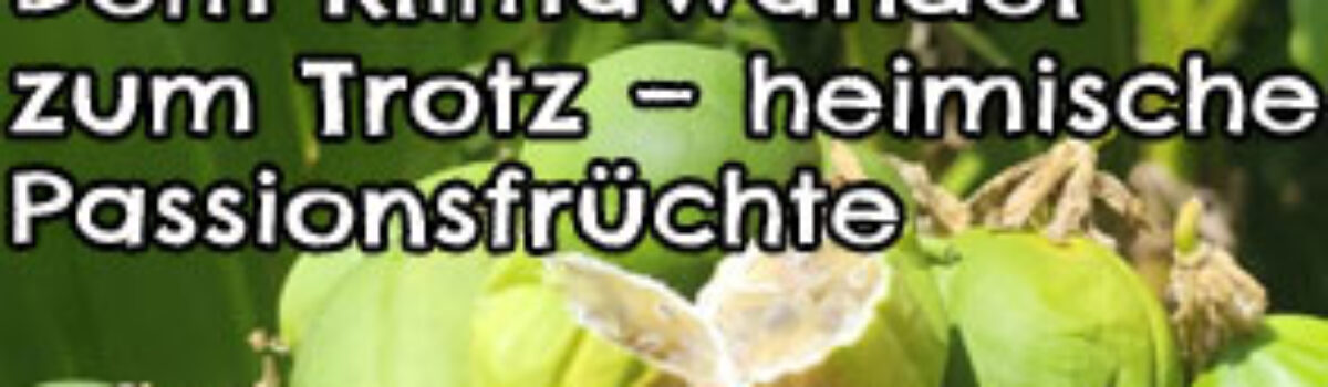 Dem Klimawandel zum Trotz – heimische Passionsfrüchte