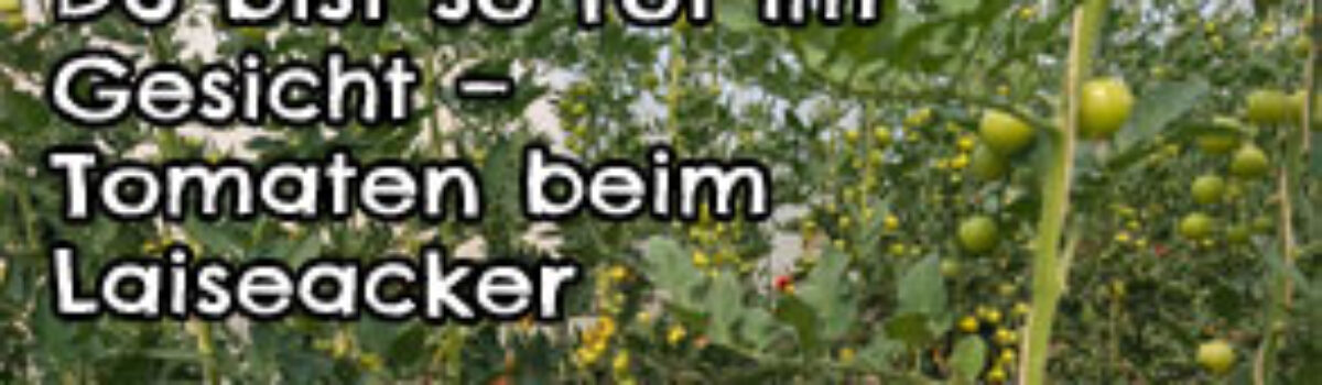 Du bist so rot im Gesicht – Tomaten beim Laiseacker
