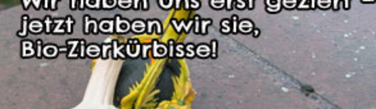 Wir haben uns erst geziert – jetzt haben wir sie, Bio-Zierkürbisse!